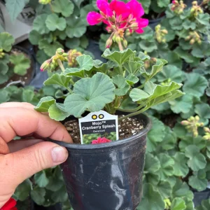 Geranium Mojo Cranberry Splash Live Plant - Zonal Pelargonium - 4.5 in Pot - Image 8