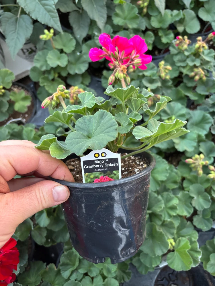 Geranium Mojo Cranberry Splash Live Plant - Zonal Pelargonium - 4.5 in Pot - Image 8
