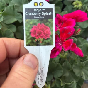 Geranium Mojo Cranberry Splash Live Plant - Zonal Pelargonium - 4.5 in Pot - Image 9
