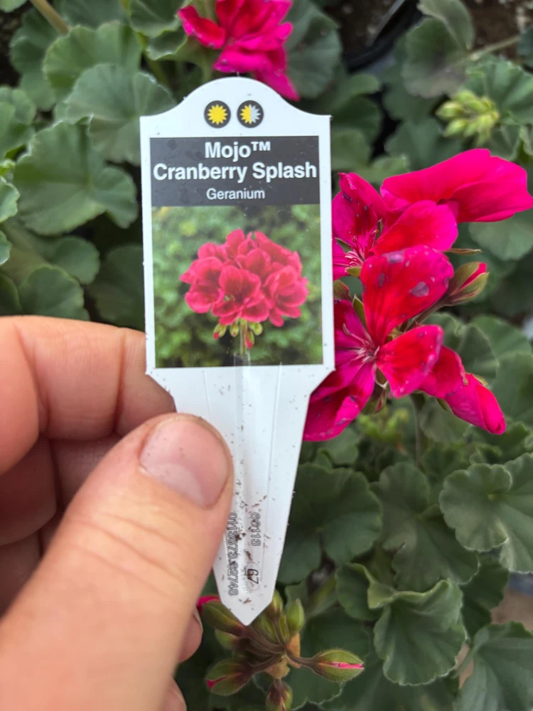Geranium Mojo Cranberry Splash Live Plant - Zonal Pelargonium - 4.5 in Pot - Image 9