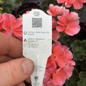 Geranium Pelargonium 'Darko Salmon' Live Plant – 4.5 inch Pot – Outdoor Annual - Image 10