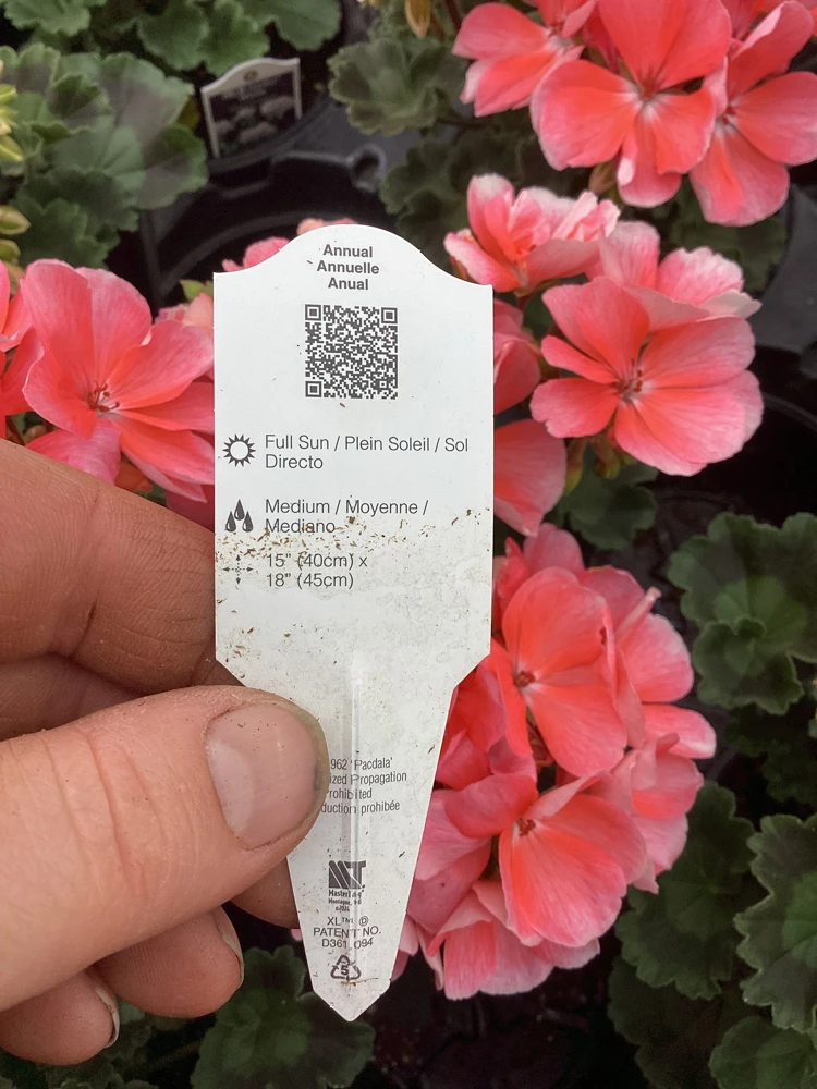 Geranium Pelargonium 'Darko Salmon' Live Plant – 4.5 inch Pot – Outdoor Annual - Image 10
