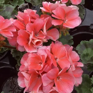 Geranium Pelargonium 'Darko Salmon' Live Plant – 4.5 inch Pot – Outdoor Annual - Image 2