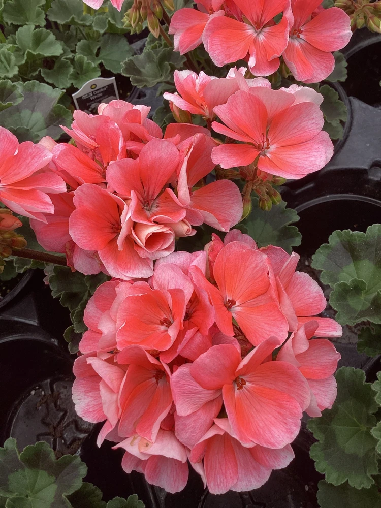 Geranium Pelargonium 'Darko Salmon' Live Plant – 4.5 inch Pot – Outdoor Annual - Image 2