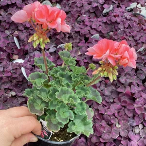 Geranium Pelargonium 'Darko Salmon' Live Plant – 4.5 inch Pot – Outdoor Annual - Image 3