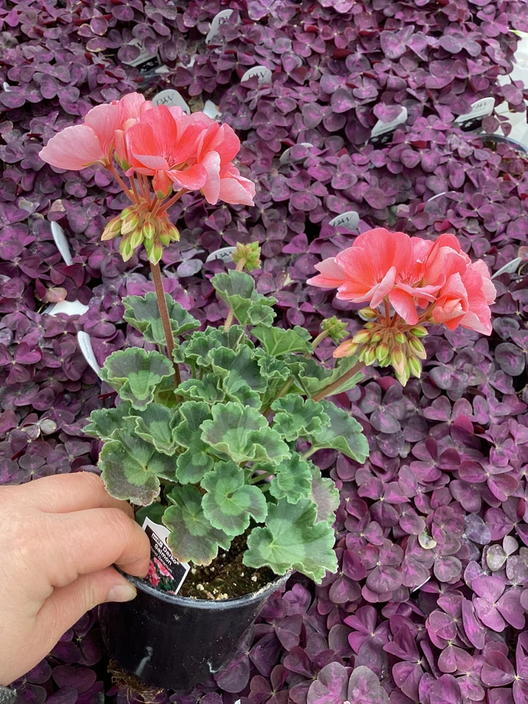 Geranium Pelargonium 'Darko Salmon' Live Plant – 4.5 inch Pot – Outdoor Annual - Image 3