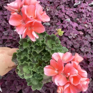 Geranium Pelargonium 'Darko Salmon' Live Plant – 4.5 inch Pot – Outdoor Annual - Image 4