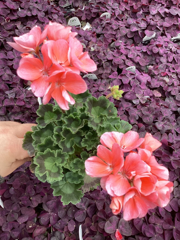 Geranium Pelargonium 'Darko Salmon' Live Plant – 4.5 inch Pot – Outdoor Annual - Image 4