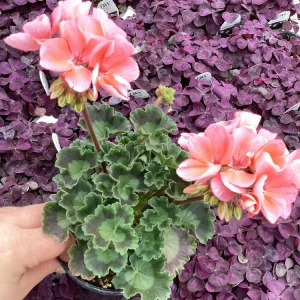 Geranium Pelargonium 'Darko Salmon' Live Plant – 4.5 inch Pot – Outdoor Annual - Image 5