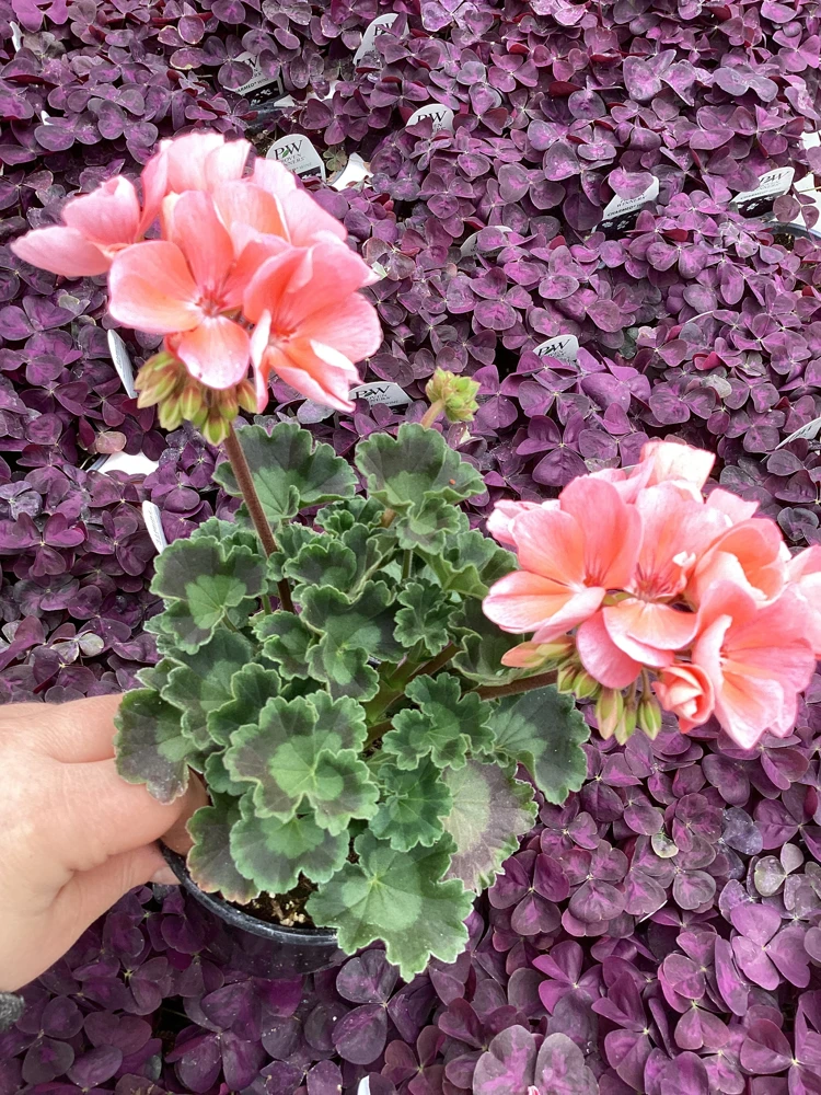 Geranium Pelargonium 'Darko Salmon' Live Plant – 4.5 inch Pot – Outdoor Annual - Image 5