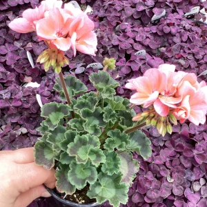 Geranium Pelargonium 'Darko Salmon' Live Plant – 4.5 inch Pot – Outdoor Annual - Image 6