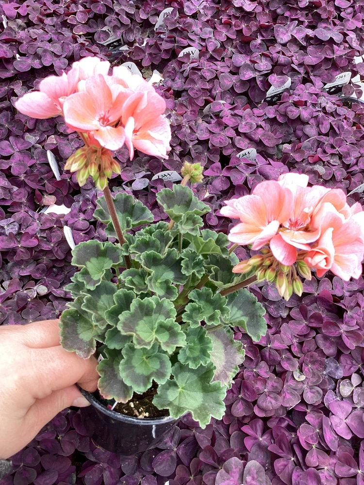 Geranium Pelargonium 'Darko Salmon' Live Plant – 4.5 inch Pot – Outdoor Annual - Image 6