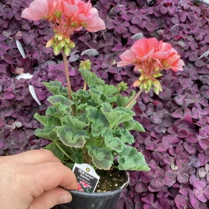 Geranium Pelargonium 'Darko Salmon' Live Plant – 4.5 inch Pot – Outdoor Annual - Image 7