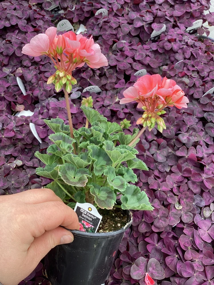 Geranium Pelargonium 'Darko Salmon' Live Plant – 4.5 inch Pot – Outdoor Annual - Image 7