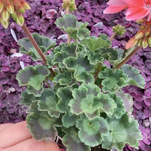 Geranium Pelargonium 'Darko Salmon' Live Plant – 4.5 inch Pot – Outdoor Annual - Image 8