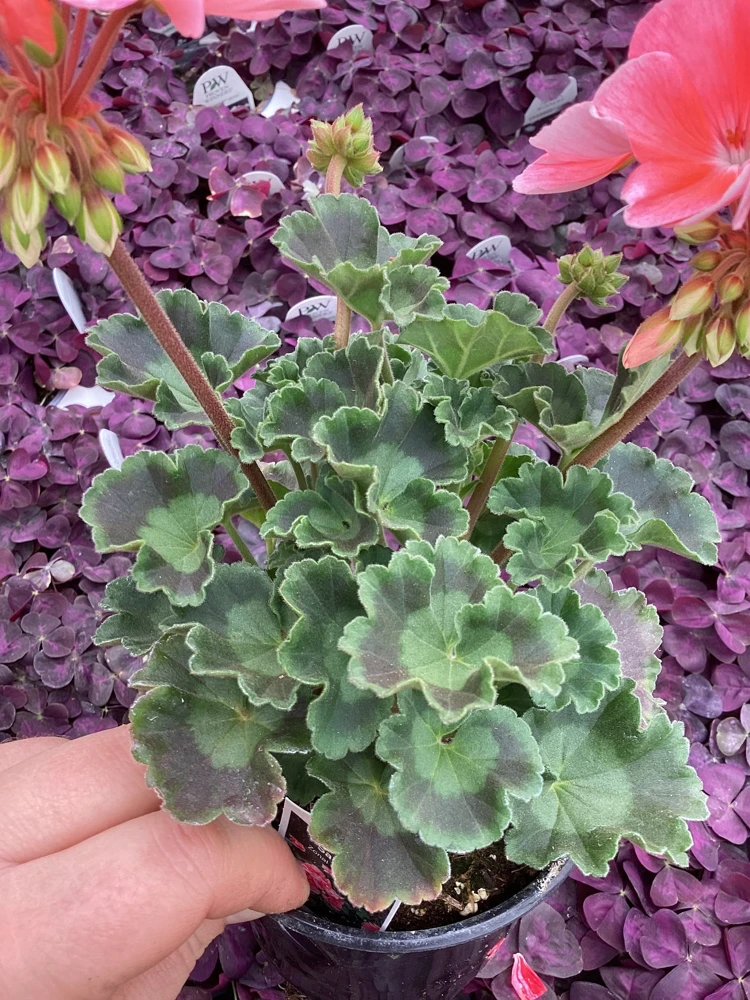 Geranium Pelargonium 'Darko Salmon' Live Plant – 4.5 inch Pot – Outdoor Annual - Image 8