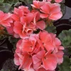 Geranium Pelargonium 'Darko Salmon' Live Plant – 4.5 inch Pot – Outdoor Annual - Image 1