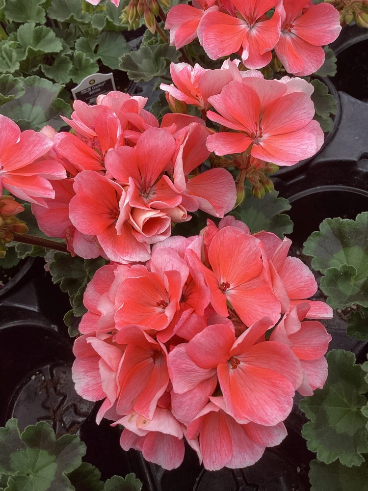 Geranium Pelargonium 'Darko Salmon' Live Plant – 4.5 inch Pot – Outdoor Annual - Image 1