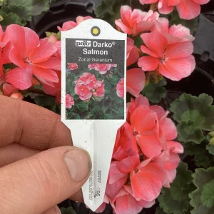 Geranium Pelargonium 'Darko Salmon' Live Plant – 4.5 inch Pot – Outdoor Annual - Image 9