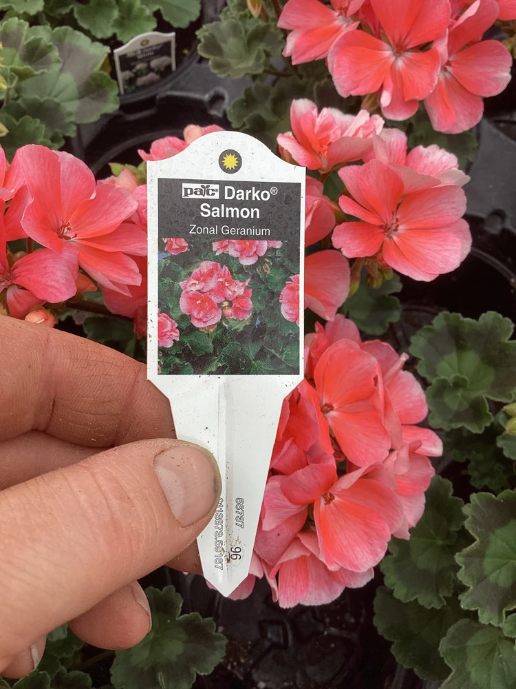Geranium Pelargonium 'Darko Salmon' Live Plant – 4.5 inch Pot – Outdoor Annual - Image 9