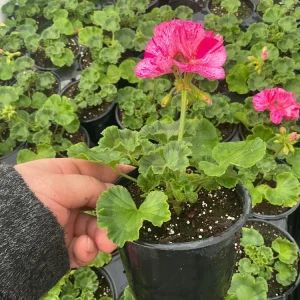 Geranium Pelargonium Elanos Mosaic Violet Live Plant – 4.5