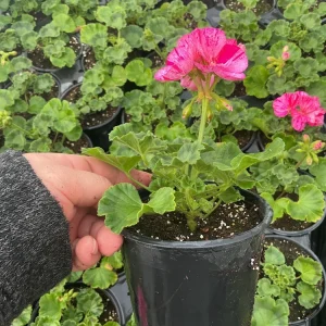 Geranium Pelargonium Elanos Mosaic Violet Live Plant – 4.5
