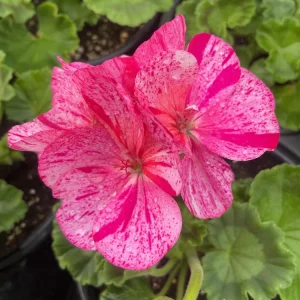 Geranium Pelargonium Elanos Mosaic Violet Live Plant – 4.5