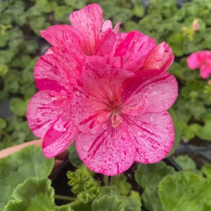 Geranium Pelargonium Elanos Mosaic Violet Live Plant – 4.5