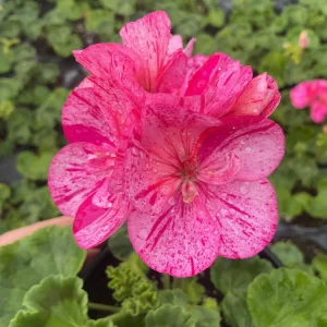 Geranium Pelargonium Elanos Mosaic Violet Live Plant – 4.5