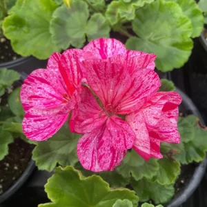Geranium Pelargonium Elanos Mosaic Violet Live Plant – 4.5