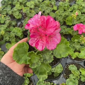 Geranium Pelargonium Elanos Mosaic Violet Live Plant – 4.5