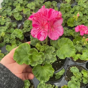 Geranium Pelargonium Elanos Mosaic Violet Live Plant – 4.5