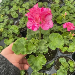 Geranium Pelargonium Elanos Mosaic Violet Live Plant – 4.5