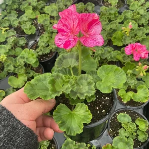 Geranium Pelargonium Elanos Mosaic Violet Live Plant – 4.5