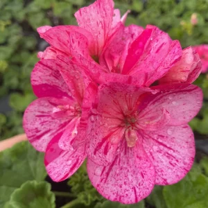 Geranium Pelargonium Elanos Mosaic Violet Live Plant – 4.5