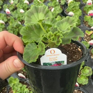Geranium Survivor Pink Batik Live Plant – 4.5 inch Pot – Indoor/Outdoor - Image 10