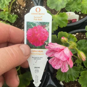 Geranium Survivor Pink Batik Live Plant – 4.5 inch Pot – Indoor/Outdoor - Image 13