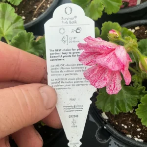 Geranium Survivor Pink Batik Live Plant – 4.5 inch Pot – Indoor/Outdoor - Image 14