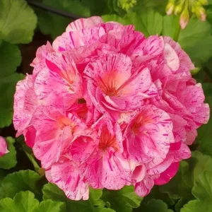 Geranium Survivor Pink Batik Live Plant – 4.5 inch Pot – Indoor/Outdoor - Image 2