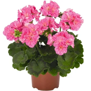 Geranium Survivor Pink Batik Live Plant – 4.5 inch Pot – Indoor/Outdoor - Image 3