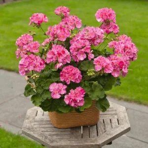 Geranium Survivor Pink Batik Live Plant – 4.5 inch Pot – Indoor/Outdoor - Image 4