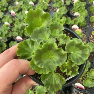 Geranium Survivor Pink Batik Live Plant – 4.5 inch Pot – Indoor/Outdoor - Image 5