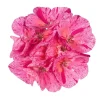 Geranium Survivor Pink Batik Live Plant – 4.5 inch Pot – Indoor/Outdoor - Image 1