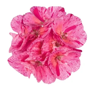Geranium Survivor Pink Batik Live Plant – 4.5 inch Pot – Indoor/Outdoor - Image 1