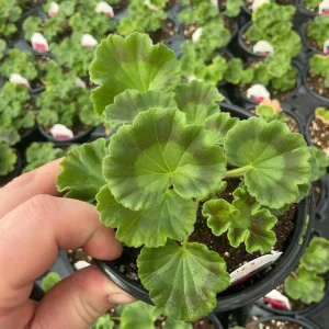 Geranium Survivor Pink Batik Live Plant – 4.5 inch Pot – Indoor/Outdoor - Image 6