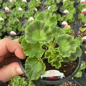 Geranium Survivor Pink Batik Live Plant – 4.5 inch Pot – Indoor/Outdoor - Image 7
