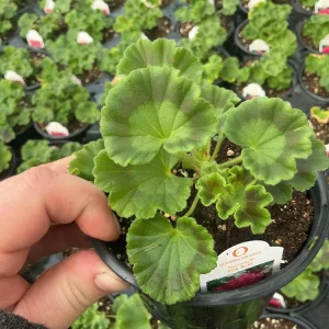 Geranium Survivor Pink Batik Live Plant – 4.5 inch Pot – Indoor/Outdoor - Image 8