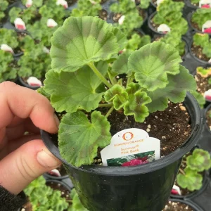 Geranium Survivor Pink Batik Live Plant – 4.5 inch Pot – Indoor/Outdoor - Image 9