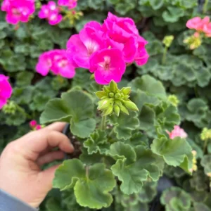 Geranium Zonal Americana Orchid Live Plant – 4.5 inch Pot – Outdoor Annual - Image 10