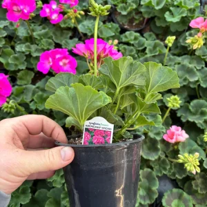 Geranium Zonal Americana Orchid Live Plant – 4.5 inch Pot – Outdoor Annual - Image 11